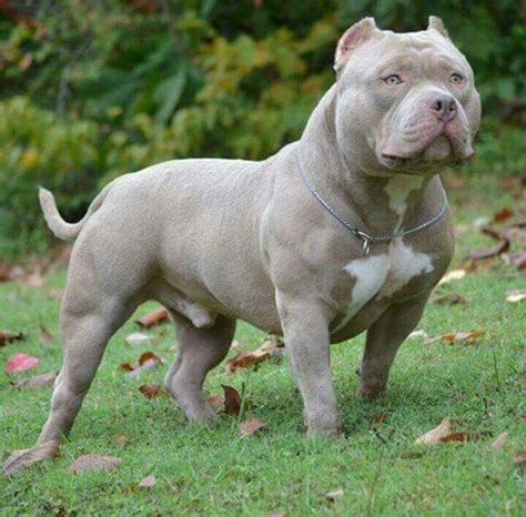 Fawn american bully - A full grown ghost tri bully may be in the 17 to 21 inches range. That is with a weight in the 30 to 60 pounds range. But if it happens to be a ghost tri bully xl dog: in which case it may be somewhat larger. A ghost tri bully puppy may have one color pattern at birth, only for it to change slightly with time.